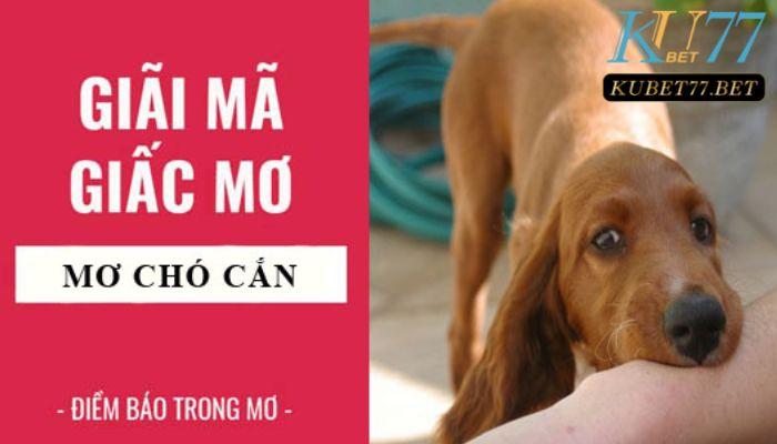 Mơ thấy chó cắn báo hiệu điềm lành hay dữ?