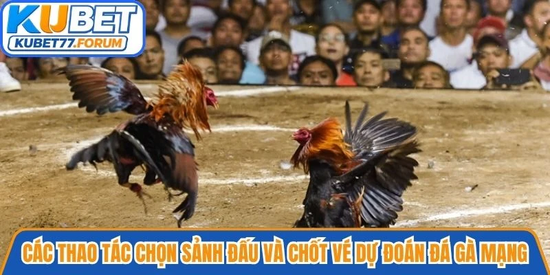 Các thao tác chọn sảnh đấu và chốt vé dự đoán đá gà mạng trên Kubet