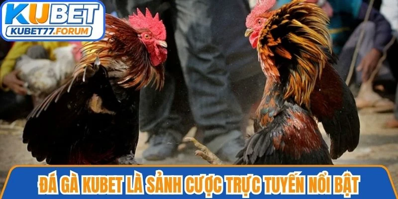 Đá gà Kubet là sảnh cược trực tuyến nổi bật, quy tụ nhiều trận đấu hấp dẫn