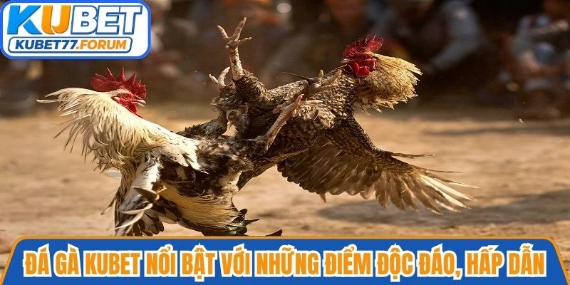 Đá gà Kubet nổi bật với những điểm độc đáo, hấp dẫn