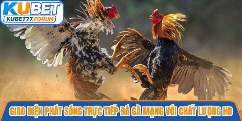 Giao diện phát sóng trực tiếp đá gà mạng với chất lượng hình ảnh HD
